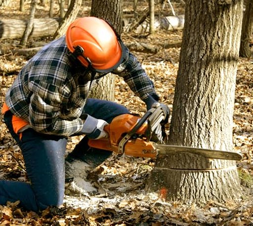 Tree Removal in Caledonia, NY